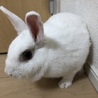 うさぎ 里親募集 サムネイル3