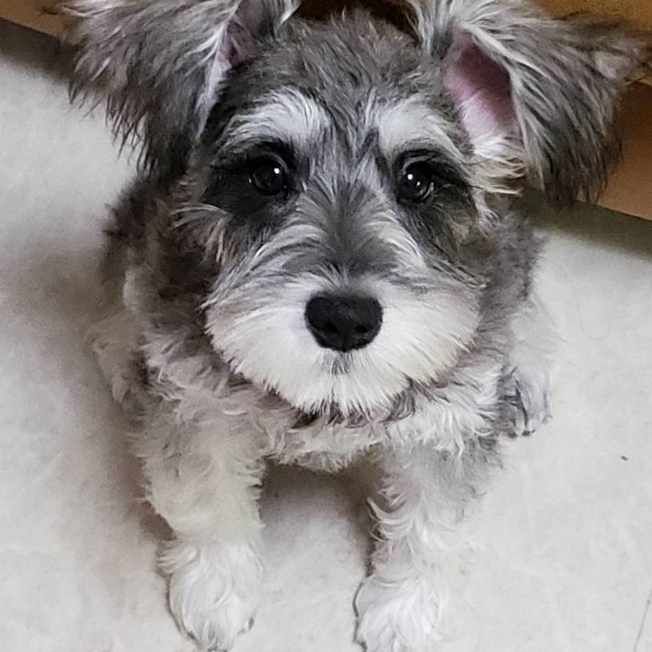 ナツのカバー写真