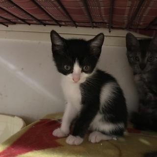 ビビリだけど御飯の時は1番のりのアイちゃん