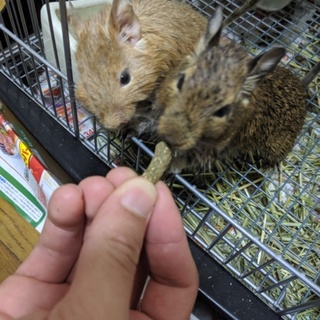 【応募〆】デグーちゃん【4月生♀2匹】