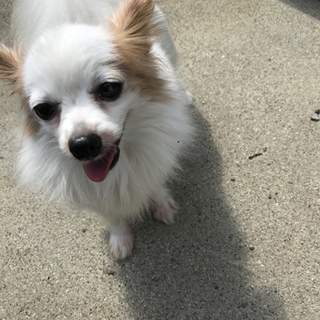 パピヨン 8歳 女の子