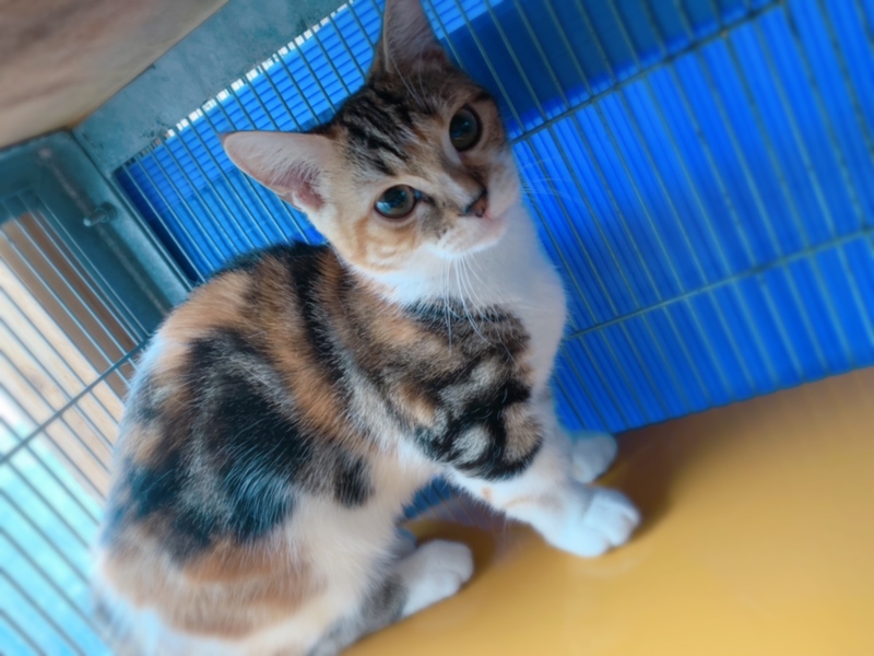 マンチカン 短足 オカリ 佐賀県 猫の里親募集 2707 ペットのおうち 月間利用者150万人