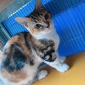 マンチカン(短足)オカリナちゃん