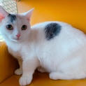 マンチカン(短足)まどかちゃん
