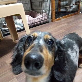 甘えん坊のダックス・夢ちゃん♥