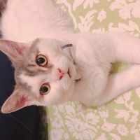 小太郎