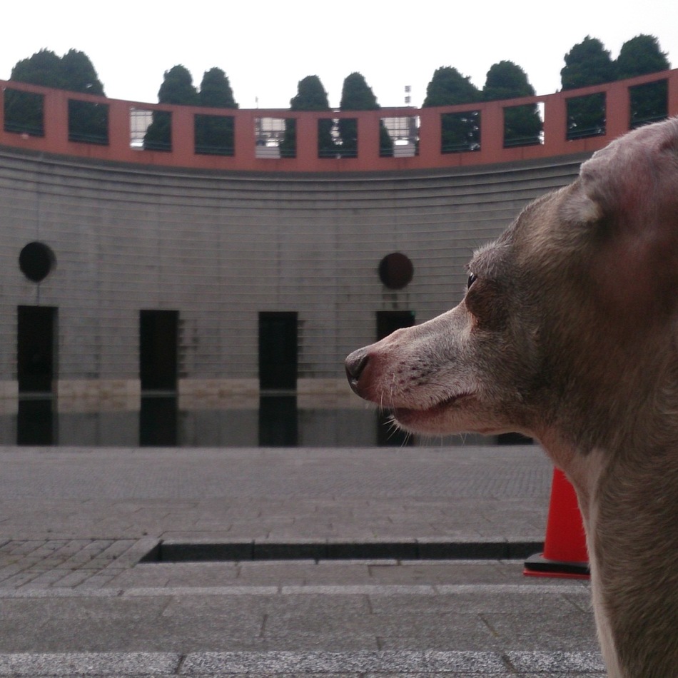 ミハエルのカバー写真