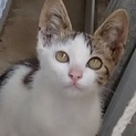 【再掲載】里親募集！キジ白子猫(おそらく♂)