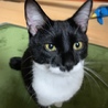 シータ