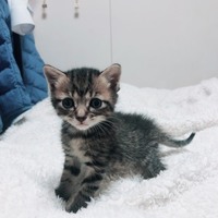 彪寅(あやとら)