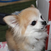もも