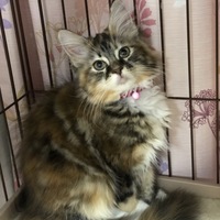 ちゃちゃ