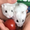 ハムスターママ