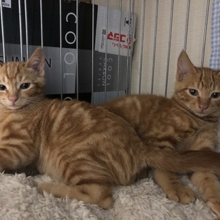 横浜市南区より茶トラ（タビー柄）仲良し兄弟