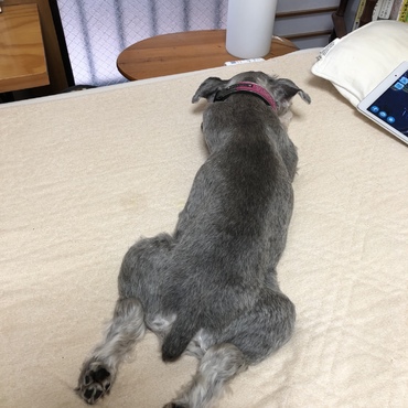 シュナ足
