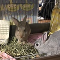 子うさぎ2匹！ゲージ付