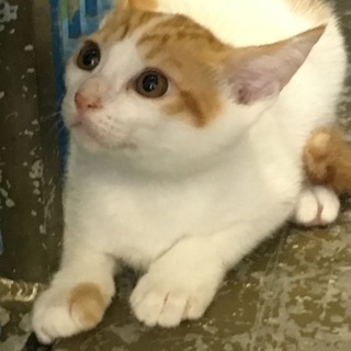 生後2ヶ月くらいの茶白ちゃん