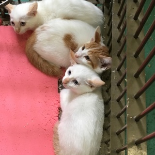 生後2ヶ月くらいの子猫、譲渡されました。
