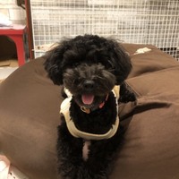 もこ