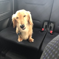 プリン