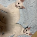 白猫子猫