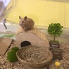 ろき
