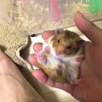 クッキー