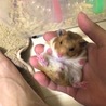 クッキー