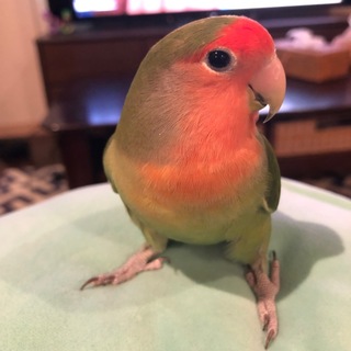 コザクラインコ　1歳メス　