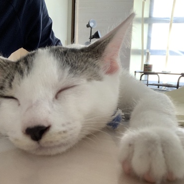 うちに来て1カ月半 完全に家族同様アホになりました。