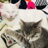 癒しね