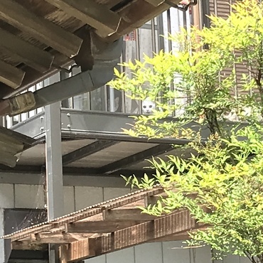 どこにいるかな？    あれ？