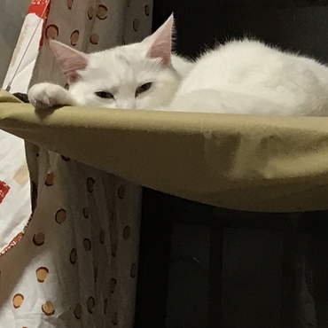 ゲームしてて見たら、ずーっとこっちを見ていた