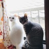 の写真