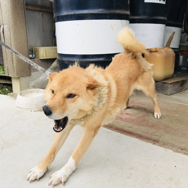 がおー
