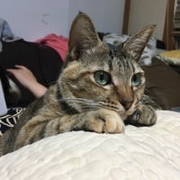 ちーぼ