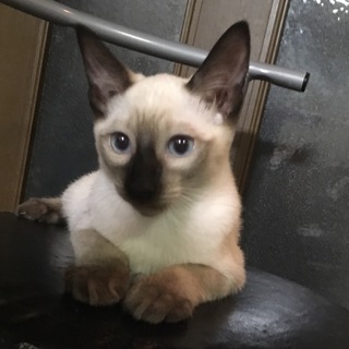 3か月シャム猫雑種