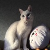 コメ子