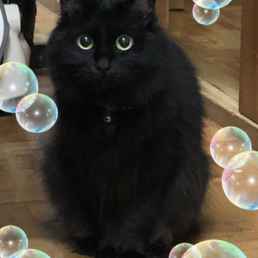 こつゆの写真