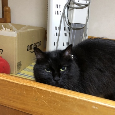 こつゆの写真