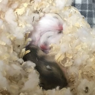 白✖️黄のジャンガリアンハムスターの里親さん募集