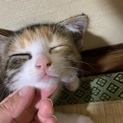 里親募集