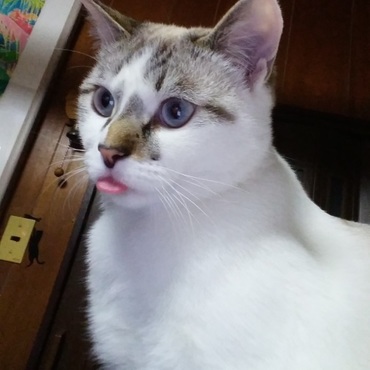 たまに舌が出たまんま