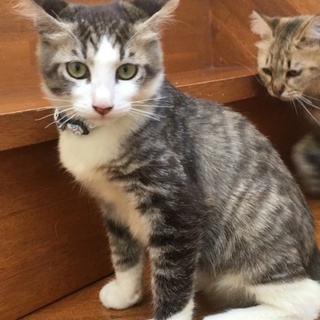 やんちゃなもふ