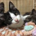 白黒ハチワレしっぽの長いパンダちゃん［兄妹一緒に]
