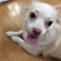 チワワ  メス  2歳