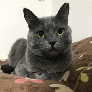 綺麗なグレーのツンデレ姫