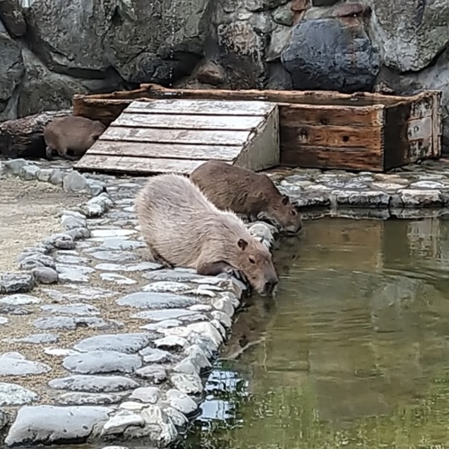 nekojarashi117のカバー写真