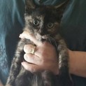 個性的サビ猫ちゃん里親さん決定!!　