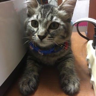 もふもふくろちゃん
